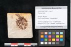 Foto (Objekt + Etikett) von Plantae indet.  (NHMW-GEO-2024-0188-11482)